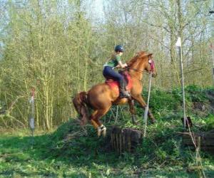 пазл Технические курсы конного конкурс, тесты взаимопонимании между лошади и всадника через различные испытания.